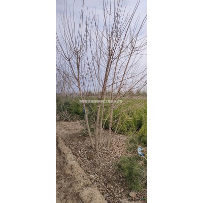 苗圃出售紅葉石楠杯苗 紅葉石楠杯苗30-60公分高