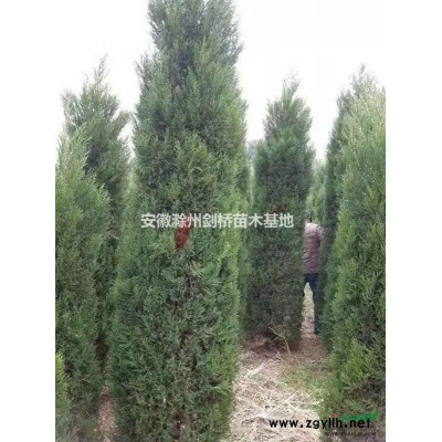 紅葉石楠 滁州紅葉石楠 紅葉石楠基地 紅葉石楠價格