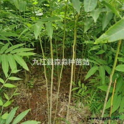 紅葉石楠價格 紅葉石楠球 紅葉石楠球各種規格