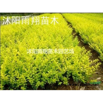 5至8分支叢生連翹價格沭陽叢生連翹批發價格