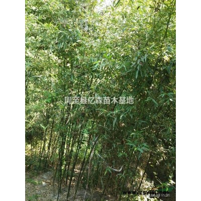 兩年生精品陜西紅葉石楠種植基地 周至紅葉石楠50公分杯苗批發