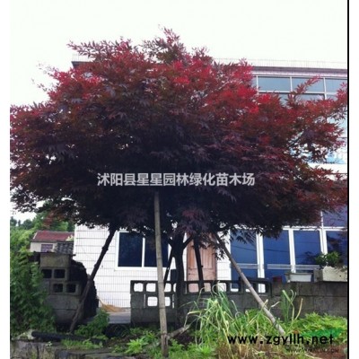 紅葉石楠新價格，優質紅葉石楠起苗中，綠化工程專用