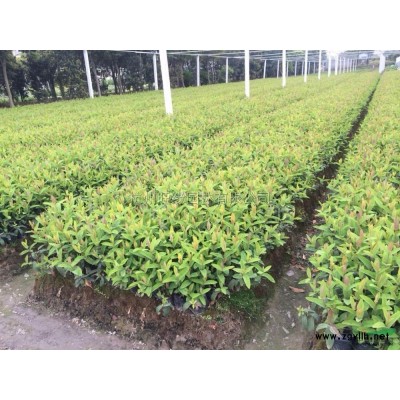 紅葉石楠柱子圖片\紅葉石楠柱子報價