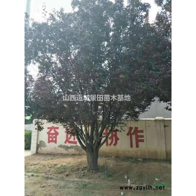 大果高產連翹苗哪里有賣的？連翹苗幾年開始掛果？