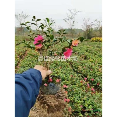 紅葉石楠供應/紅葉石楠圖片