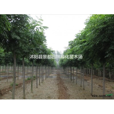 供應先花后葉植物連翹苗 黃老虎 黃金條 多個分枝
