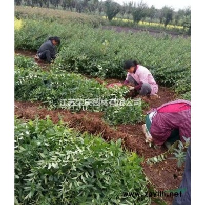 50公分高連翹價格哪里低？