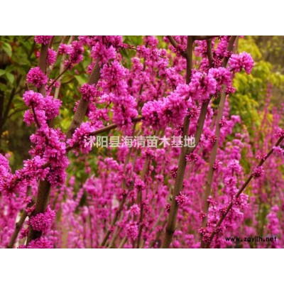 江蘇高桿紅葉石楠目前批發價格是多少