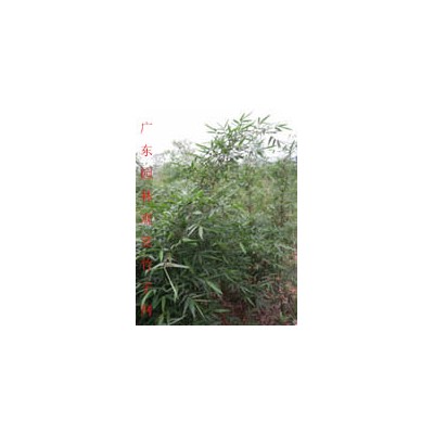 花葉連翹