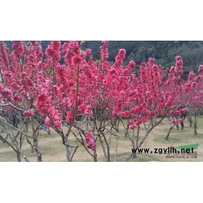 福建紅葉石楠3*新報價/紅葉石楠3圖片