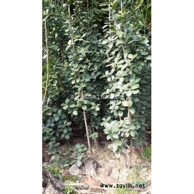 紅石楠苗價格，1-2米高紅葉石楠價格，河南紅葉石楠產地報價