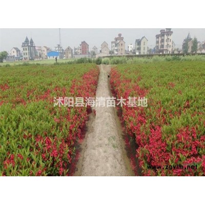 沭陽金葉連翹價格1米金葉連翹價格是多少