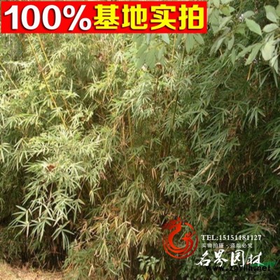 攀緣花卉|連翹|連翹苗