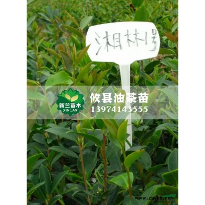紅葉石楠