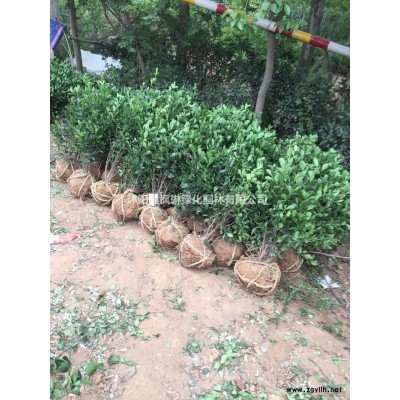 2019年江蘇紅葉石楠柱 紅葉石楠柱基地新報價