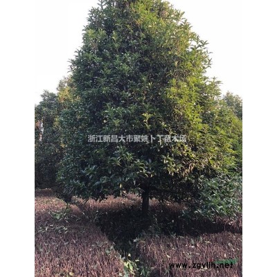 浙江桂花基地 紹興桂花價格行情