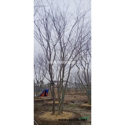 連翹基地連翹價格叢生連翹