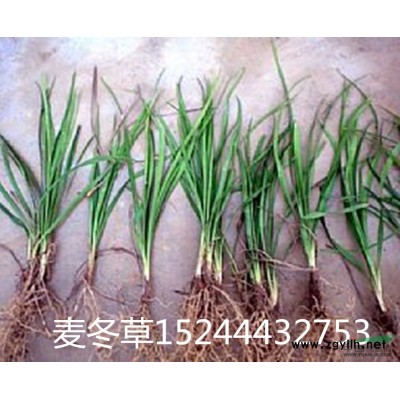 紅葉石楠綠化苗，小杯苗，中杯苗，大桶苗，規格*庫存量大，..