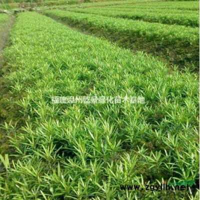 供應(yīng)優(yōu)質(zhì)黃金葉價(jià)格，金葉假連翹價(jià)格