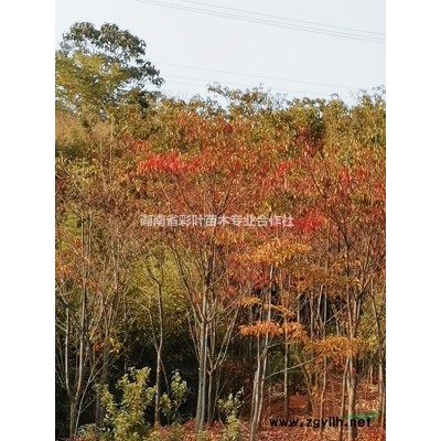 紅葉石楠