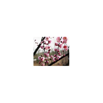 連翹