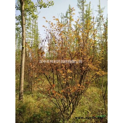 陜西漢中紅葉石楠基地 紅葉石楠價(jià)格5公分50元起