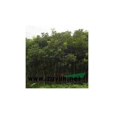 紅葉石楠球報價/江蘇紅葉石楠球報價