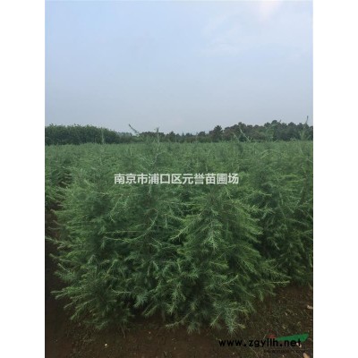 桂花,大桂花，獨桿桂花，桂花球，工程桂花，南京精品桂花