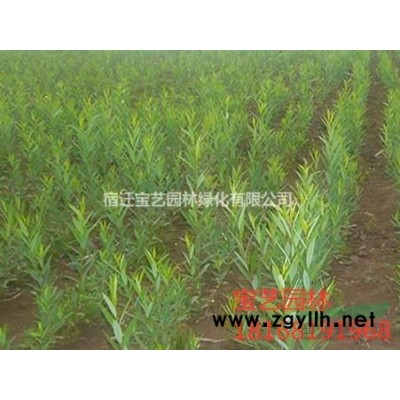 哪里有連翹小苗種植基地？