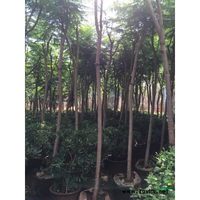 供應云南花葉連翹球容器苗，昆明花葉連翹球袋苗，花葉連翹熟苗