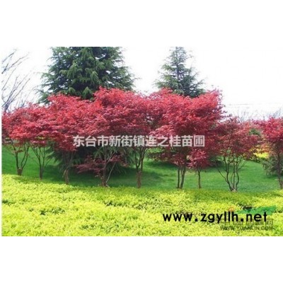 紅葉石楠 ，紅葉石楠球，紅葉石楠小苗