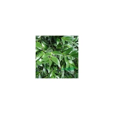 紅花繼木、梔子花、翠蘆莉、毛杜鵑、紅葉石楠、黃金葉