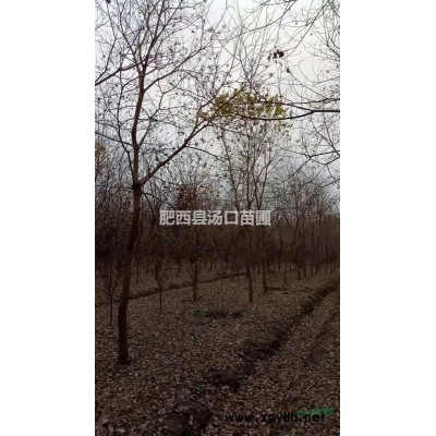 叢生紅葉石楠樹價(jià)格 冠幅300cm 分支30cm以下