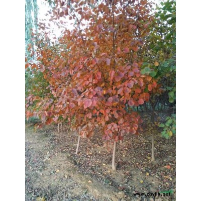 紅葉石楠供應  紅葉石楠價格