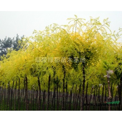 供應香花槐、櫻花、桂花、紅葉石楠、紅葉李