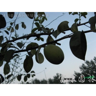 基地批發(fā)東北連翹苗 大小杯苗