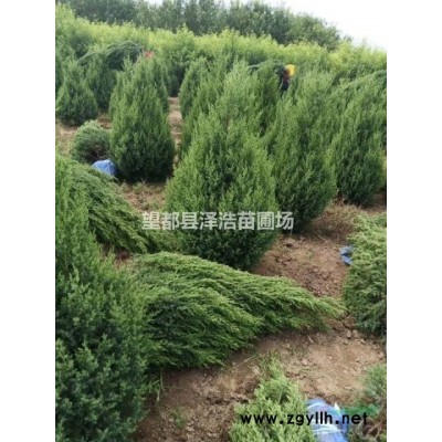 華北連翹80公分～1.5米4分枝價格華北連翹小苗澤浩苗木基地