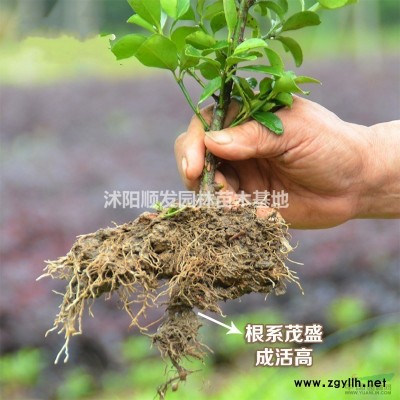 連翹行情報價-連翹圖片展示-連翹地直銷-連翹規(guī)格*