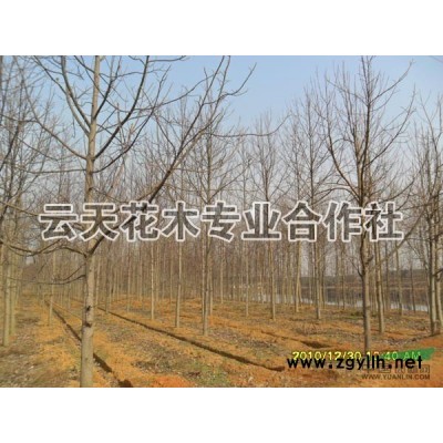 紅葉石楠