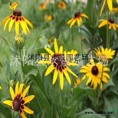 連翹供應(yīng)，連翹價格，黃金條供應(yīng)，連翹批發(fā)