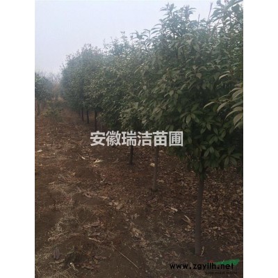 紅葉石楠 上海紅葉石楠 紅葉石楠價格