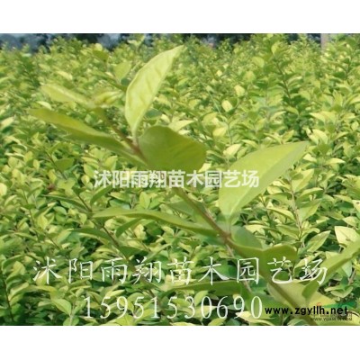 基地直銷50冠幅-60公分冠幅紅葉石楠球價格