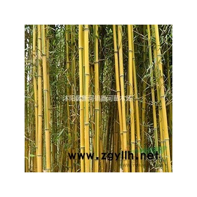 紅葉石楠哪里賣  紅葉石楠小苗價格 繁殖方法及栽培技術