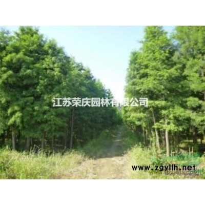 江蘇常年供應紅葉石楠 紅葉石楠價格