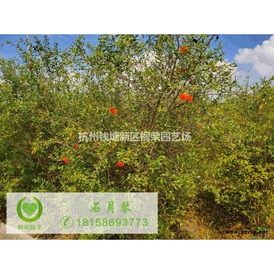 蕭山紅葉石楠樹D8_15