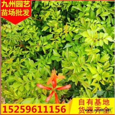 福建金邊假連翹價格真便宜 哪里有金邊假連翹 漳州金邊假連翹批