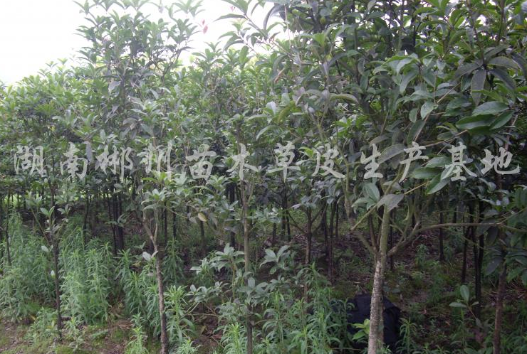 湖南郴州專供各種規(guī)格的紅葉石楠 金葉女貞 杜鵑