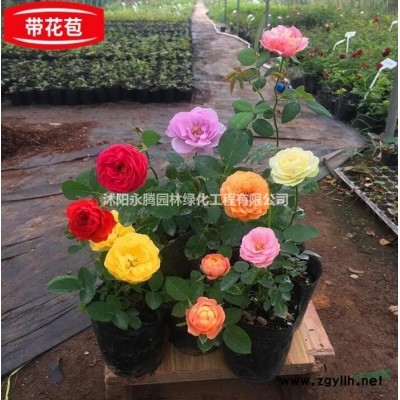江蘇地區(qū) 紅葉石楠柱 80-350cm高  大量供應(yīng) 價優(yōu)