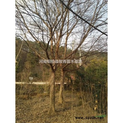 單桿紅葉石楠基地供應：3公分至15公分紅葉石楠
