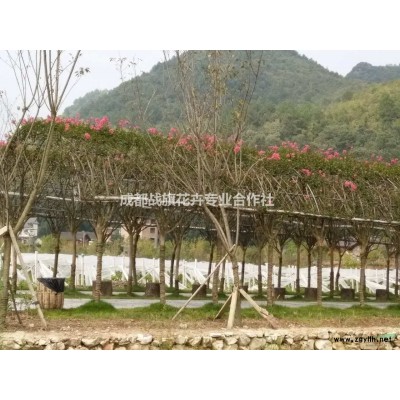 批發高桿石楠樹 精品紅葉石楠樹價格 4公分紅葉石楠苗圃基地